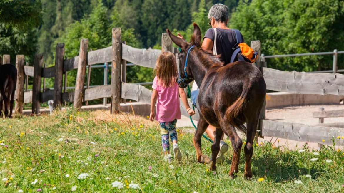 fattoria didattica con pony