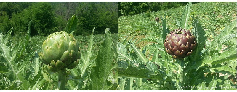 carciofi Azienda Agricola Gli Orti Di Contrada Faieta Castel Castagna Befaro in Abruzzo