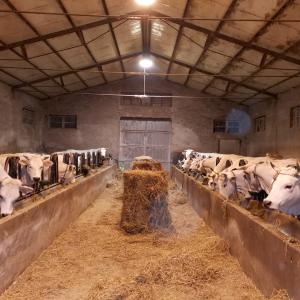 stalla di mucche in Abruzzo nel Gran Sasso D'Italia