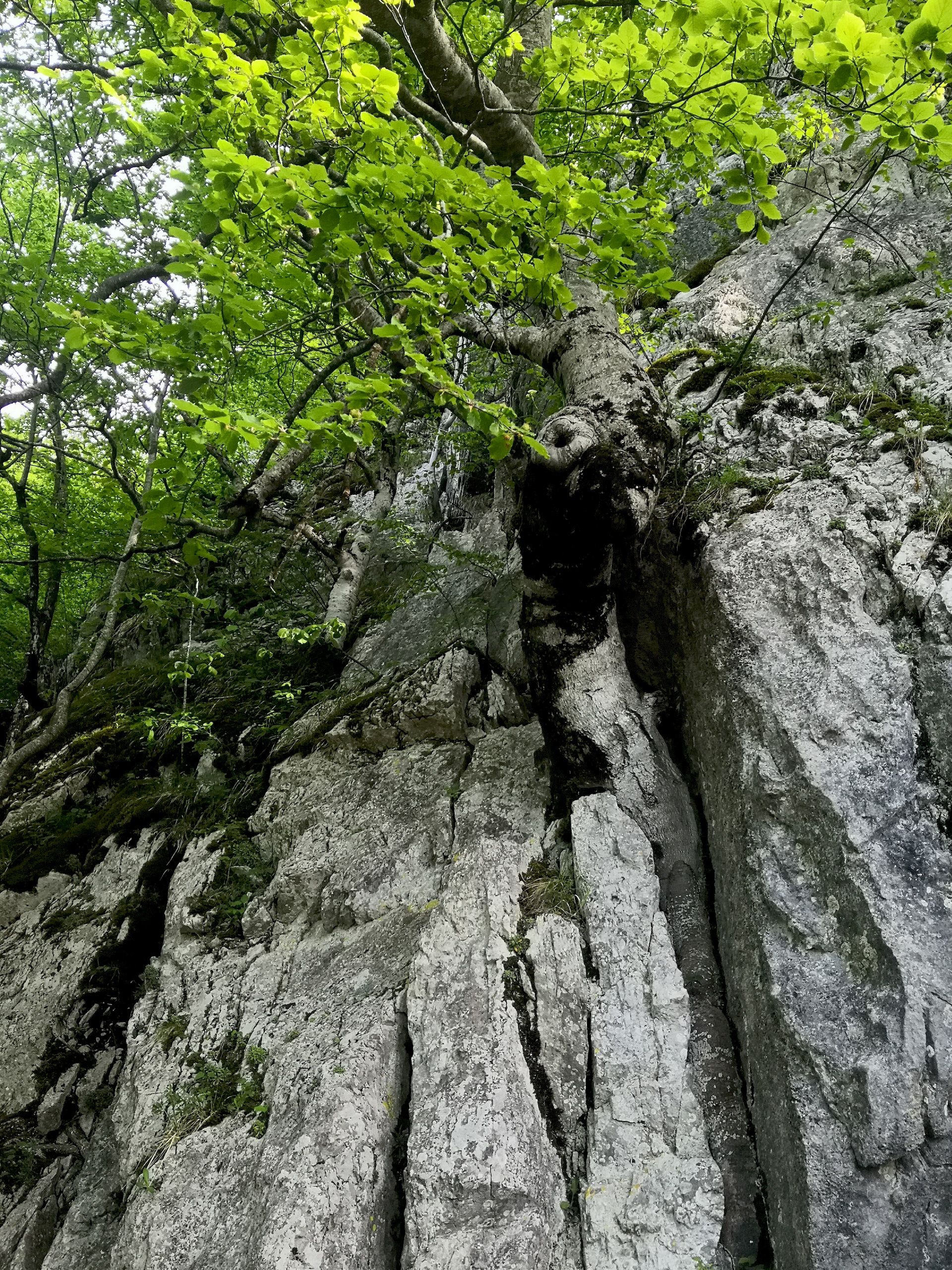 Il Respiro Del Bosco del Gran Sasso D'Italia