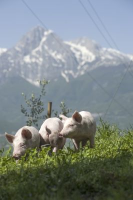 maiali al pascolo I Salumieri di Castel Castagna a Teramo in Abruzzo