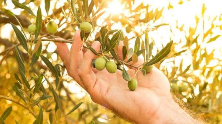 mano che tocca le olive frantoio Fratelli Bucci Castel Castagna in Abruzzo