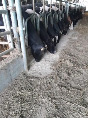 mucche mentre mangiano ricotta calda Azienda Agricola Luigi Farinelli Isola Del Gran Sasso in Abruzzo