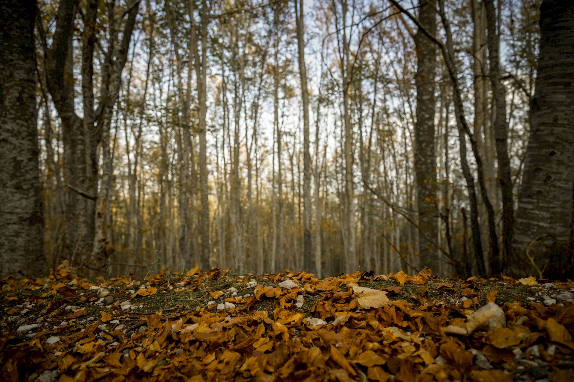 foliage del bosco e foglie rosse Gran Sasso d'Italia