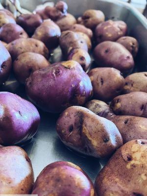 la patata turchesa prodotto tipico del Gran Sasso D'Italia in Abruzzo 1