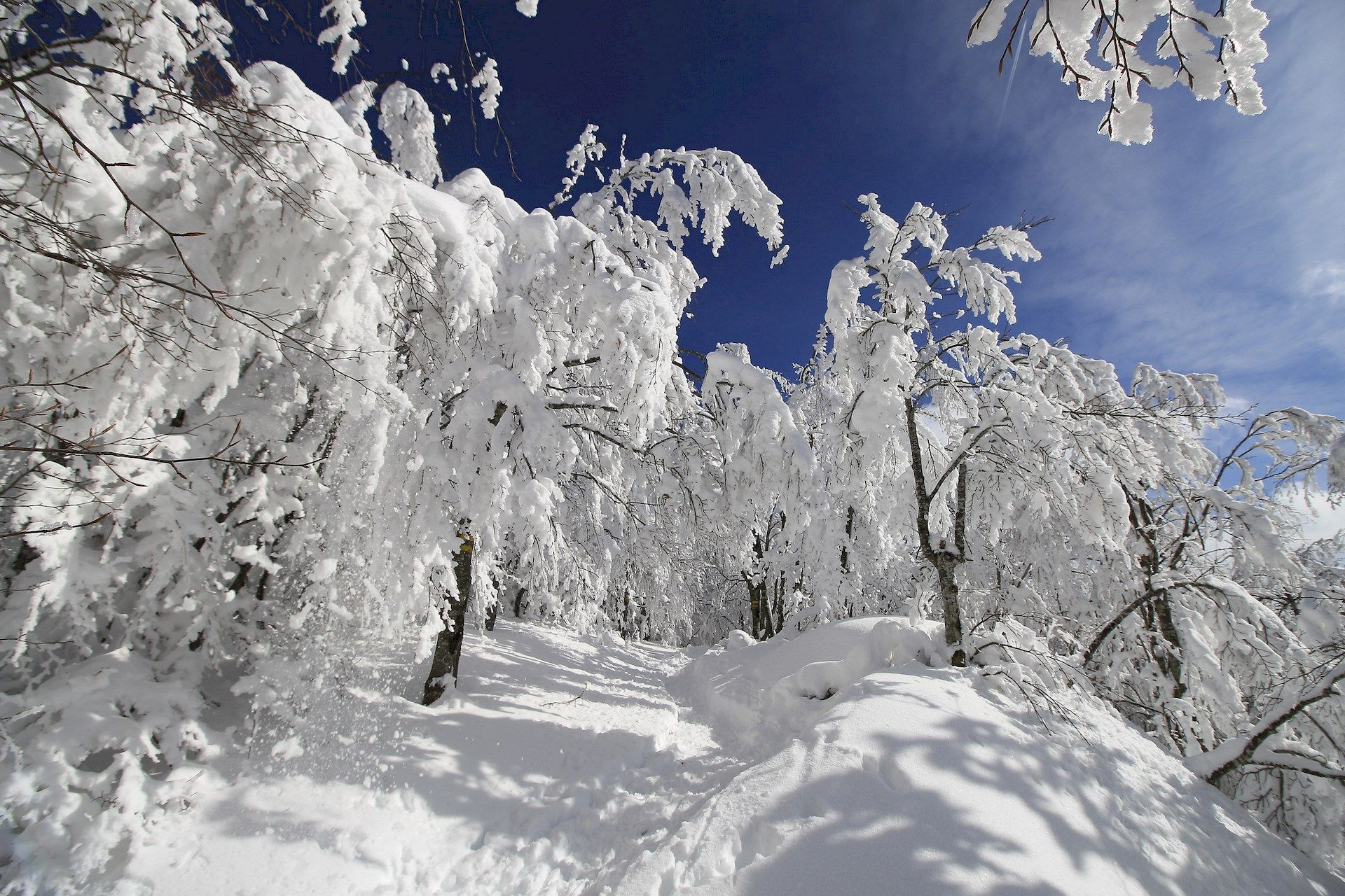 bosco innevato del Gran Sasso D'Italia