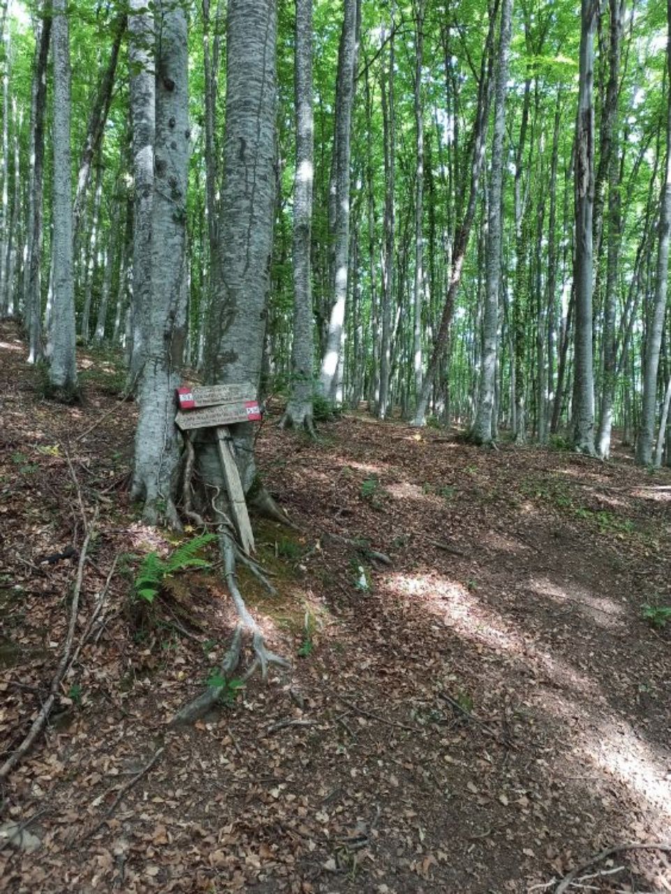 Valle Del Gran Sasso Passeggiate Tra I Boschi Da Colle Corneto A Colle Dei Cavatori Foto 9