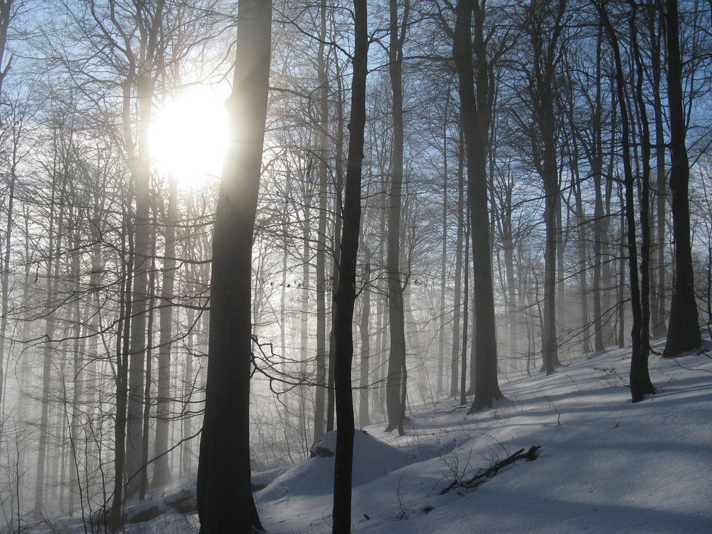 bosco innevato del Gran Sasso D'Italia