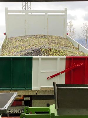 camion con olive appena raccolte frantoio Villa Enzo Isola Del Gran Sasso D'italia in Abruzzo