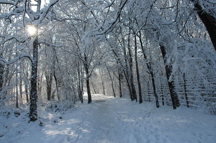 bosco innevato del Gran Sasso D'Italia