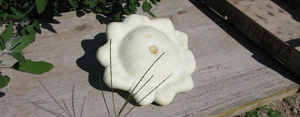 zucca Azienda Agricola Gli Orti Di Contrada Faieta Castel Castagna Befaro in Abruzzo