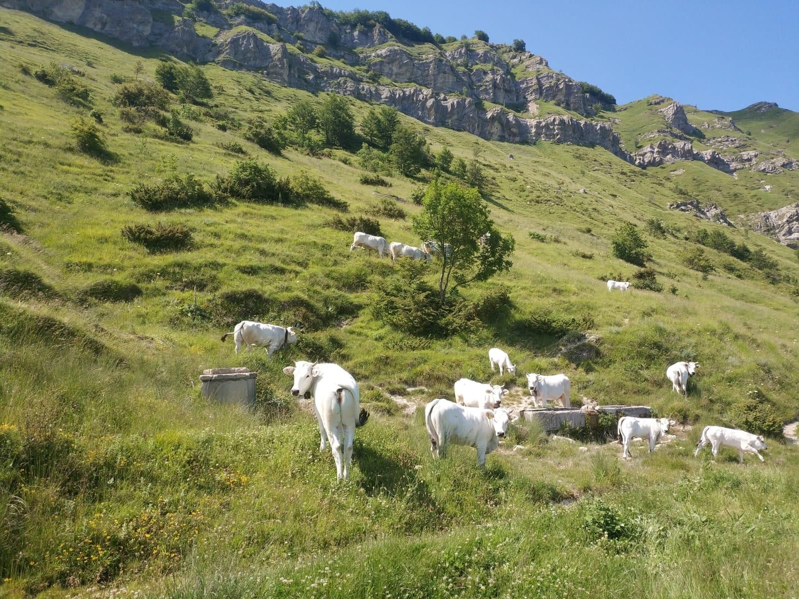 mucche durante escursioni estive nel Gran Sasso d'Italia