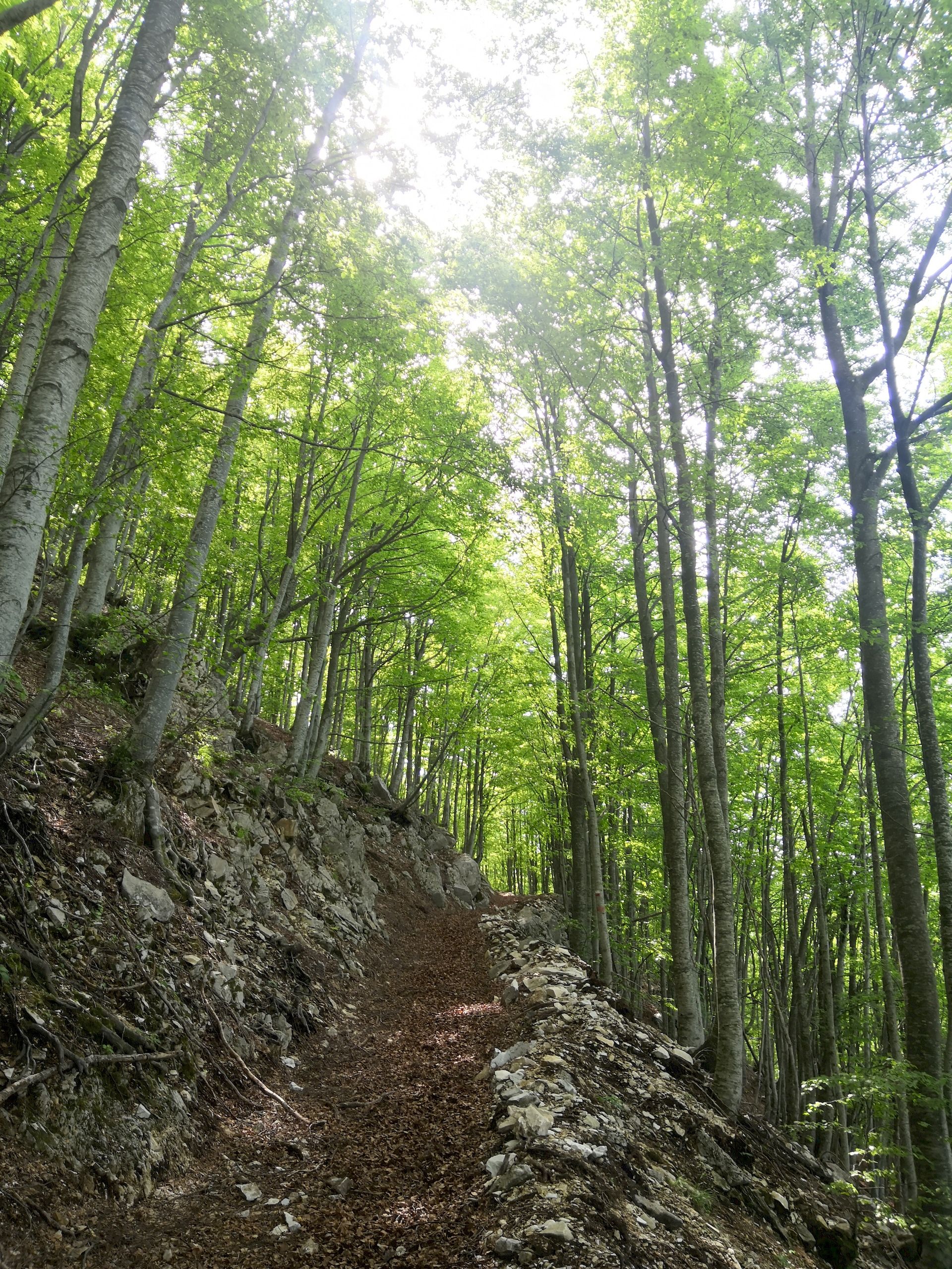 Il Respiro Del Bosco del Gran Sasso D'Italia