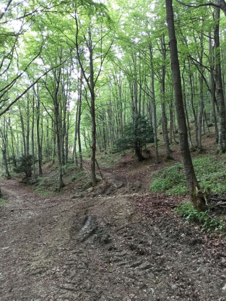 Valle Del Gran Sasso Passeggiate Tra I Boschi Da Colle Corneto A Colle Dei Cavatori Foto 4