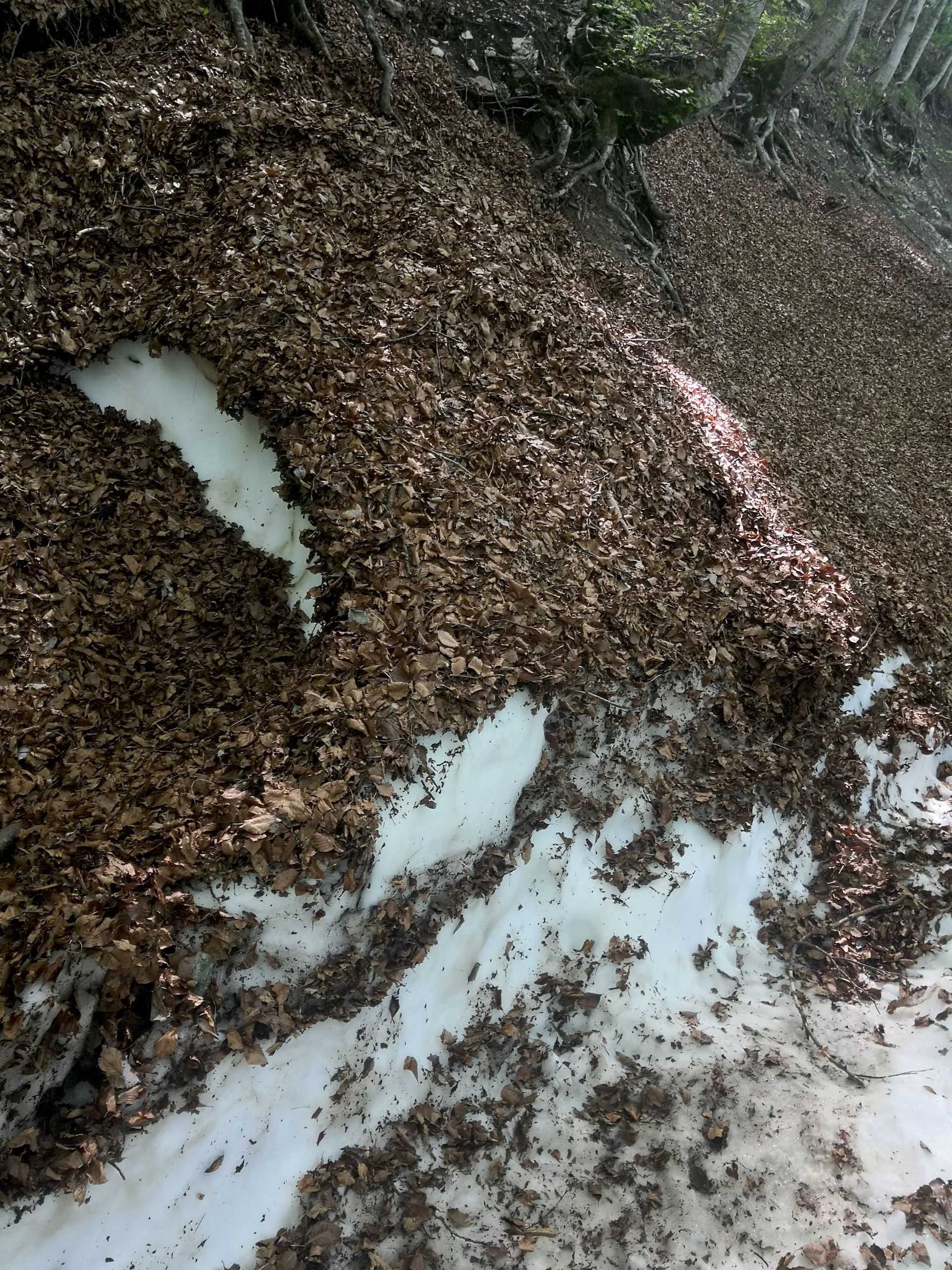 foliage con neve nel bosco con colori autunnali del Gran Sasso d'Italia