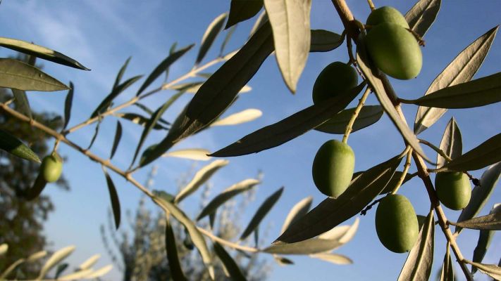 chicchi di olive frantoio Fratelli Bucci Castel Castagna in Abruzzo