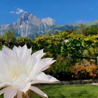 giardino con fiore ristorante Pina a Isola del Gran Sasso a Teramo in Abruzzo