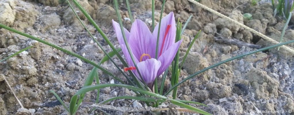 fiore di zafferano Azienda Agricola Gli Orti Di Contrada Faieta Castel Castagna Befaro in Abruzzo