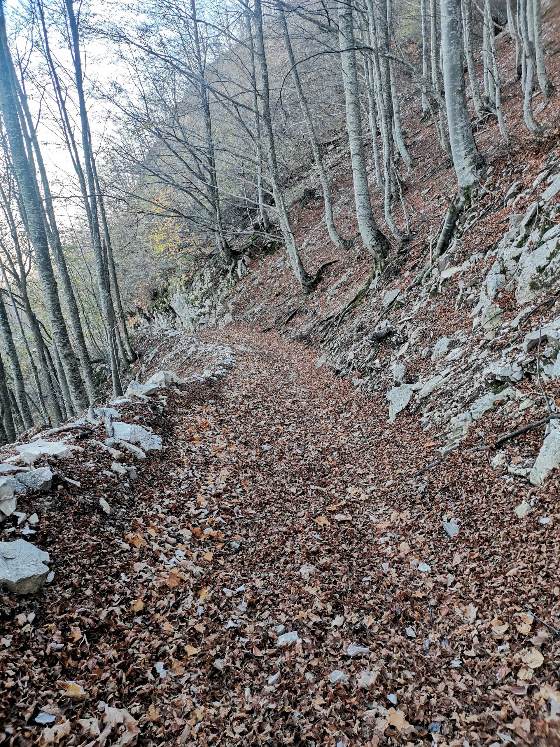 foliage nel bosco con colori autunnali del Gran Sasso d'Italia