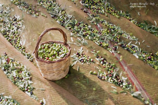 cesto in vimine con olive frantoio Fratelli Bucci Castel Castagna in Abruzzo