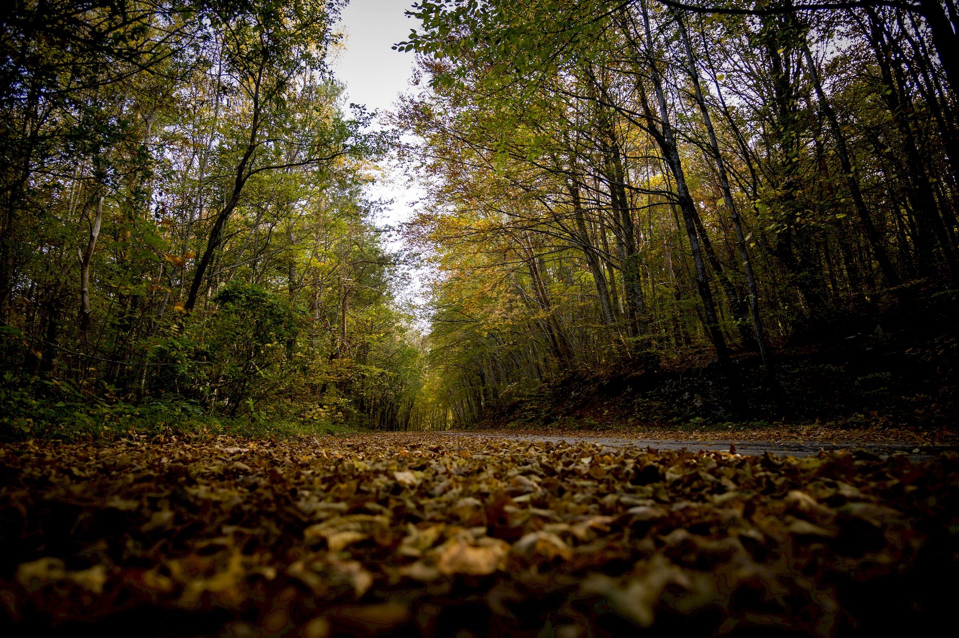 foliage nel bosco con colori autunnali del Gran Sasso d'Italia