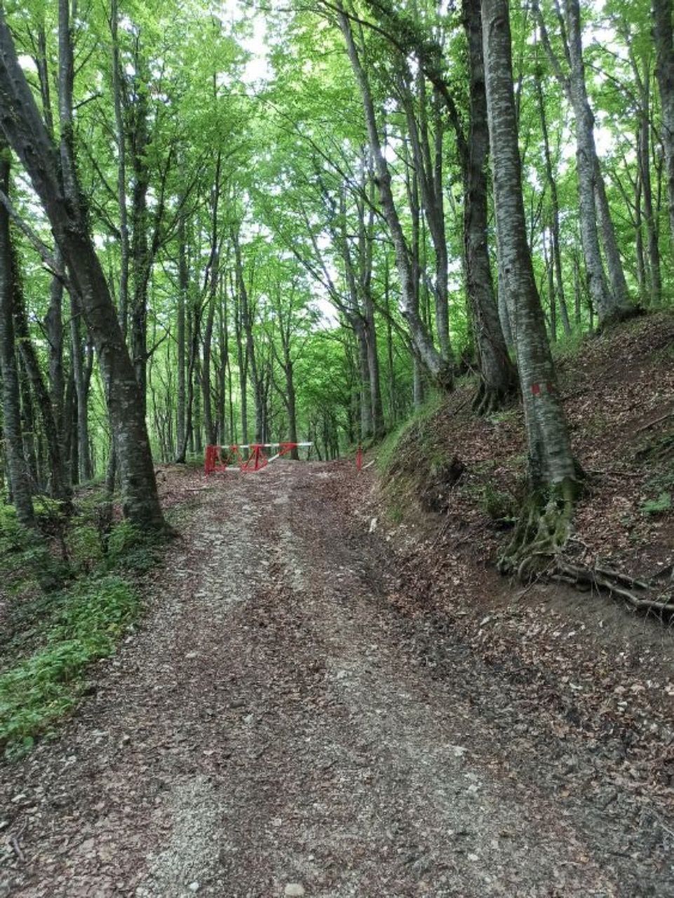 Valle Del Gran Sasso Passeggiate Tra I Boschi Da Colle Corneto A Colle Dei Cavatori Foto 7