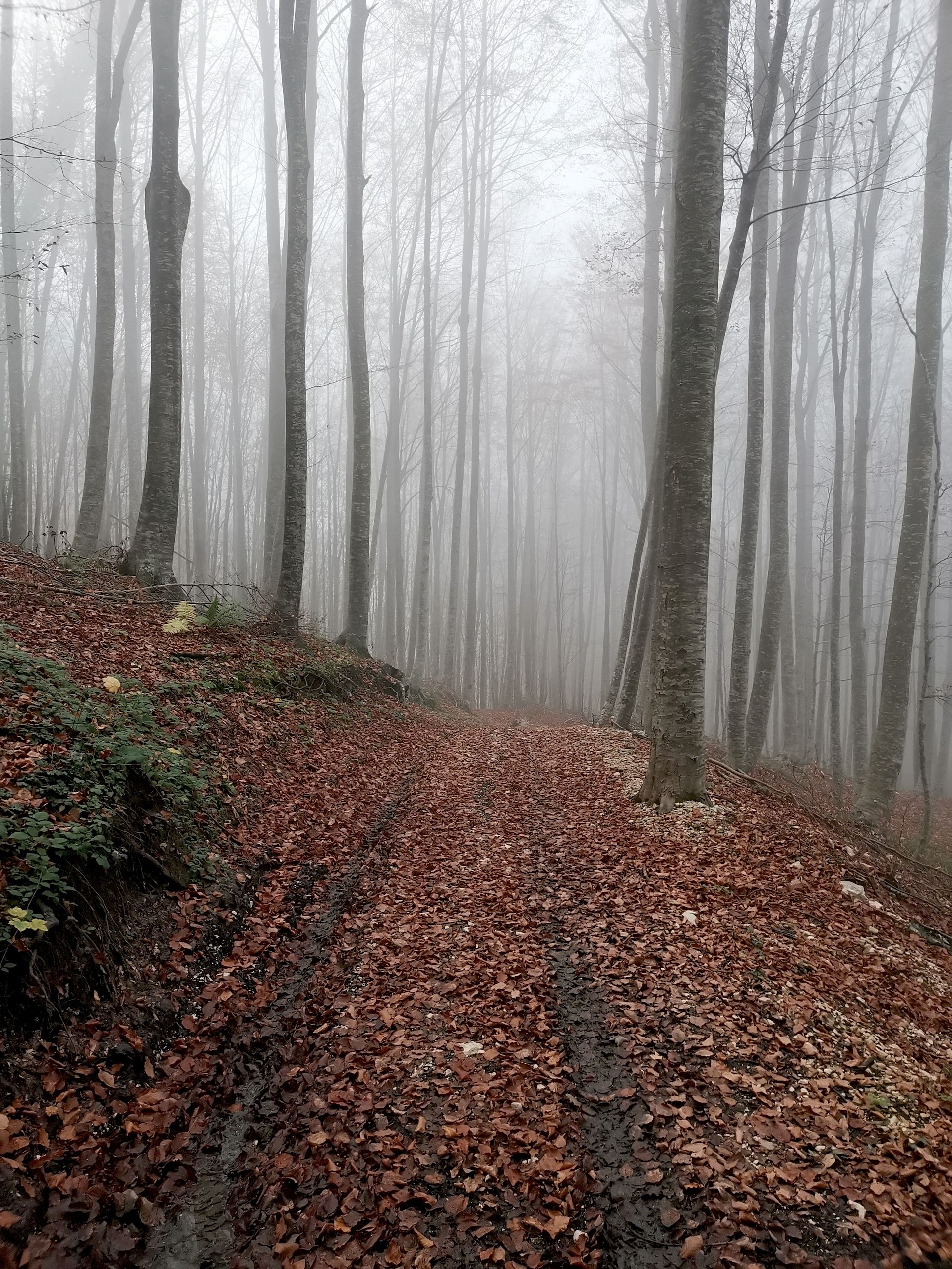 foliage nel bosco con colori autunnali del Gran Sasso d'Italia