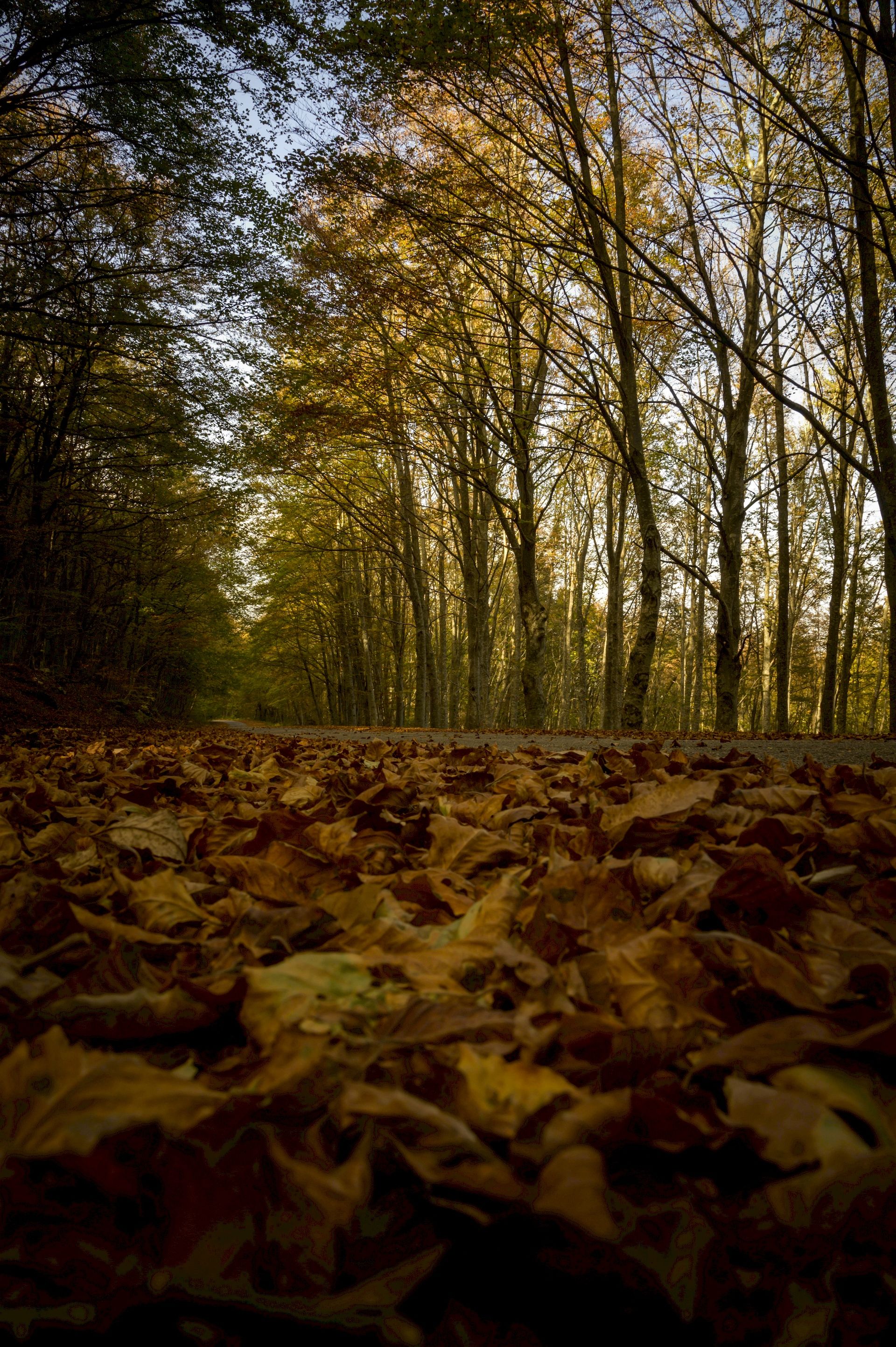 foliage nel bosco con colori autunnali del Gran Sasso d'Italia