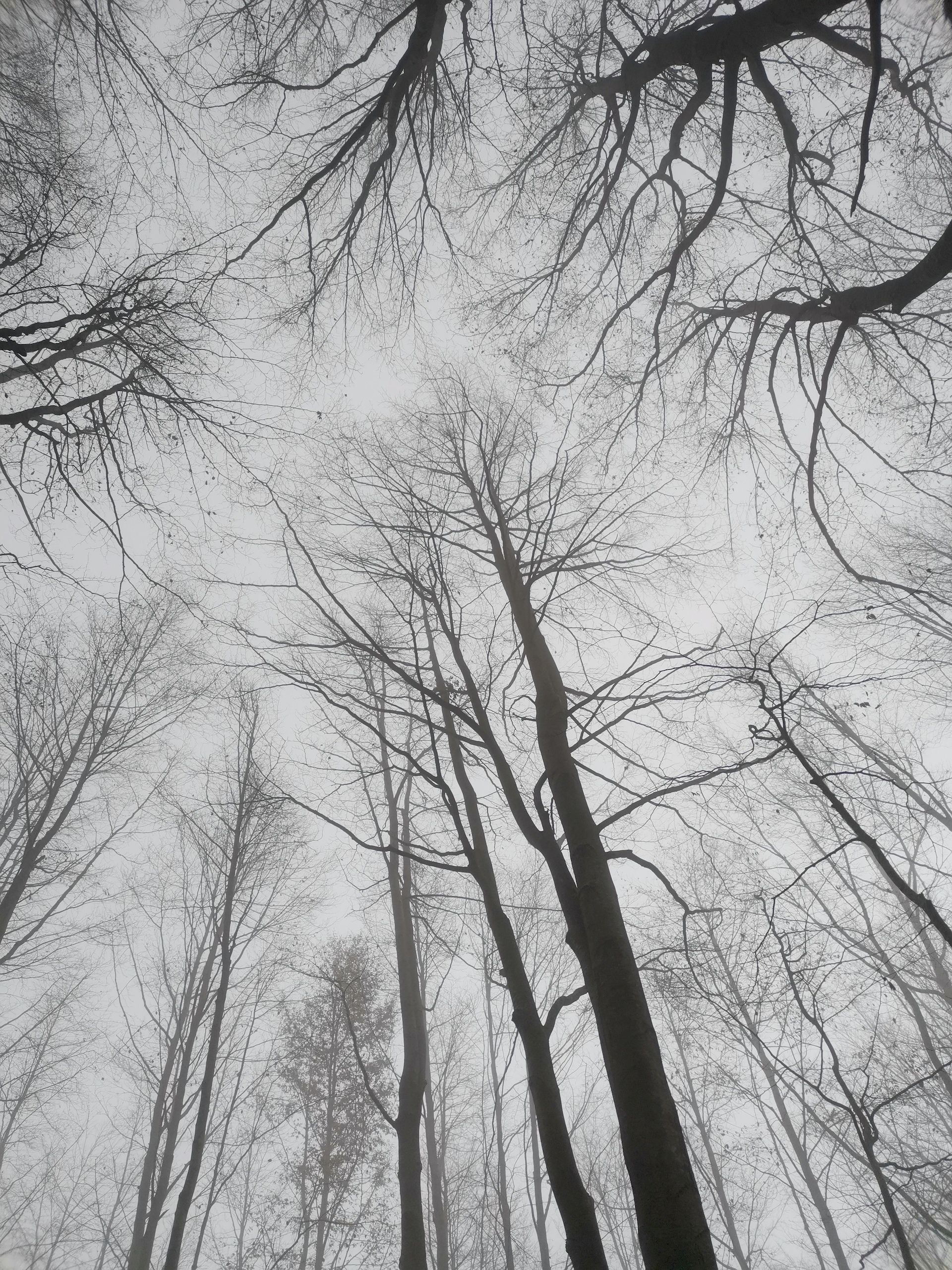 Il Respiro Del Bosco con nebbia del Gran Sasso D'Italia