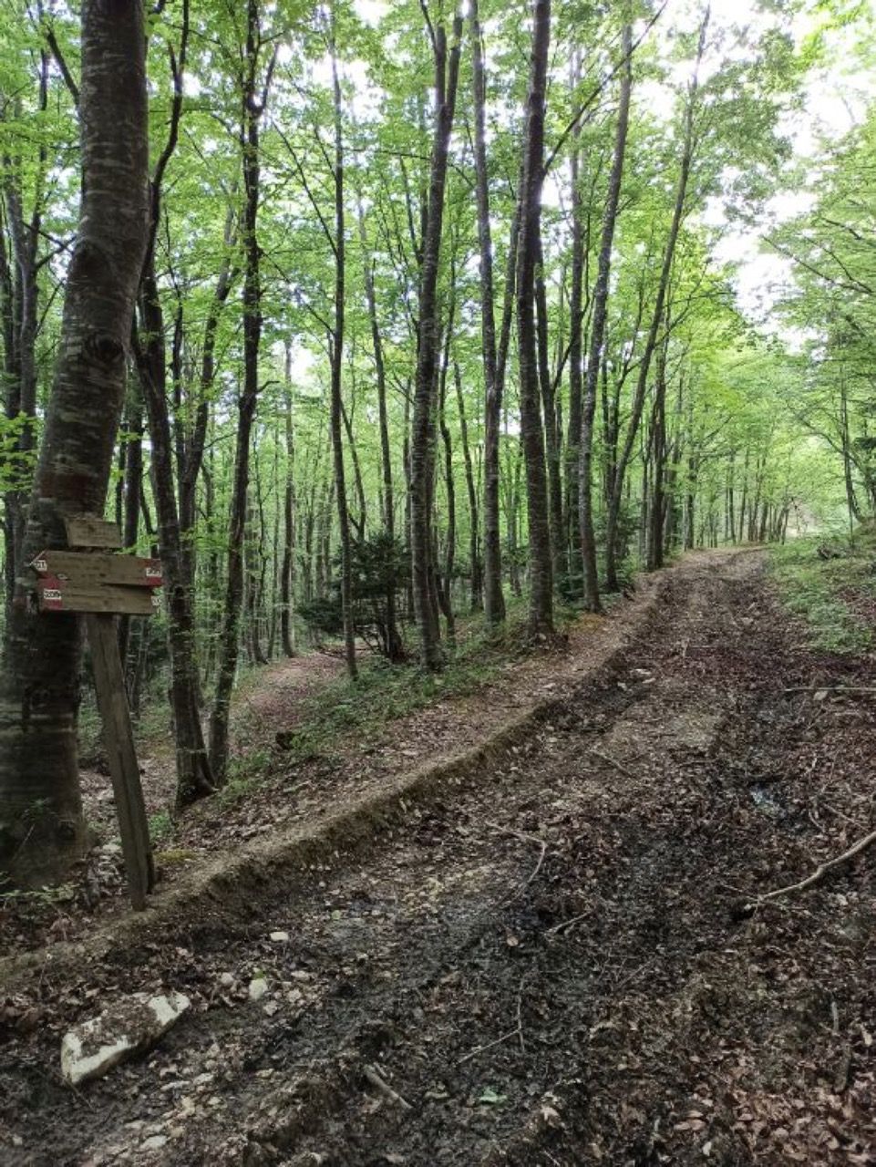 Valle Del Gran Sasso Passeggiate Tra I Boschi Da Colle Corneto A Colle Dei Cavatori Foto 3