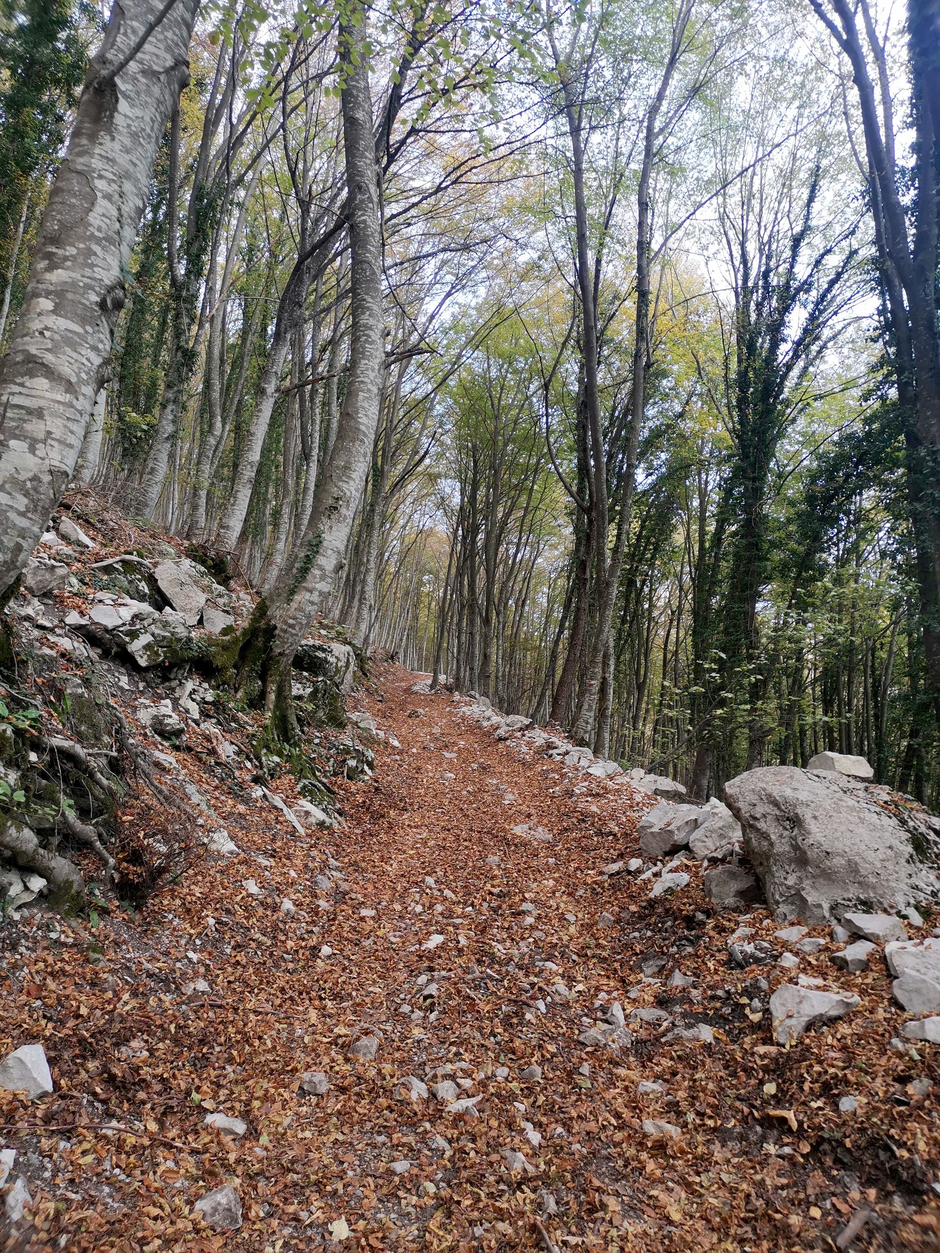 foliage nel bosco con colori autunnali del Gran Sasso d'Italia