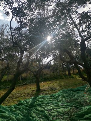 raccolta olive frantoio Fratelli Bucci Castel Castagna in Abruzzo