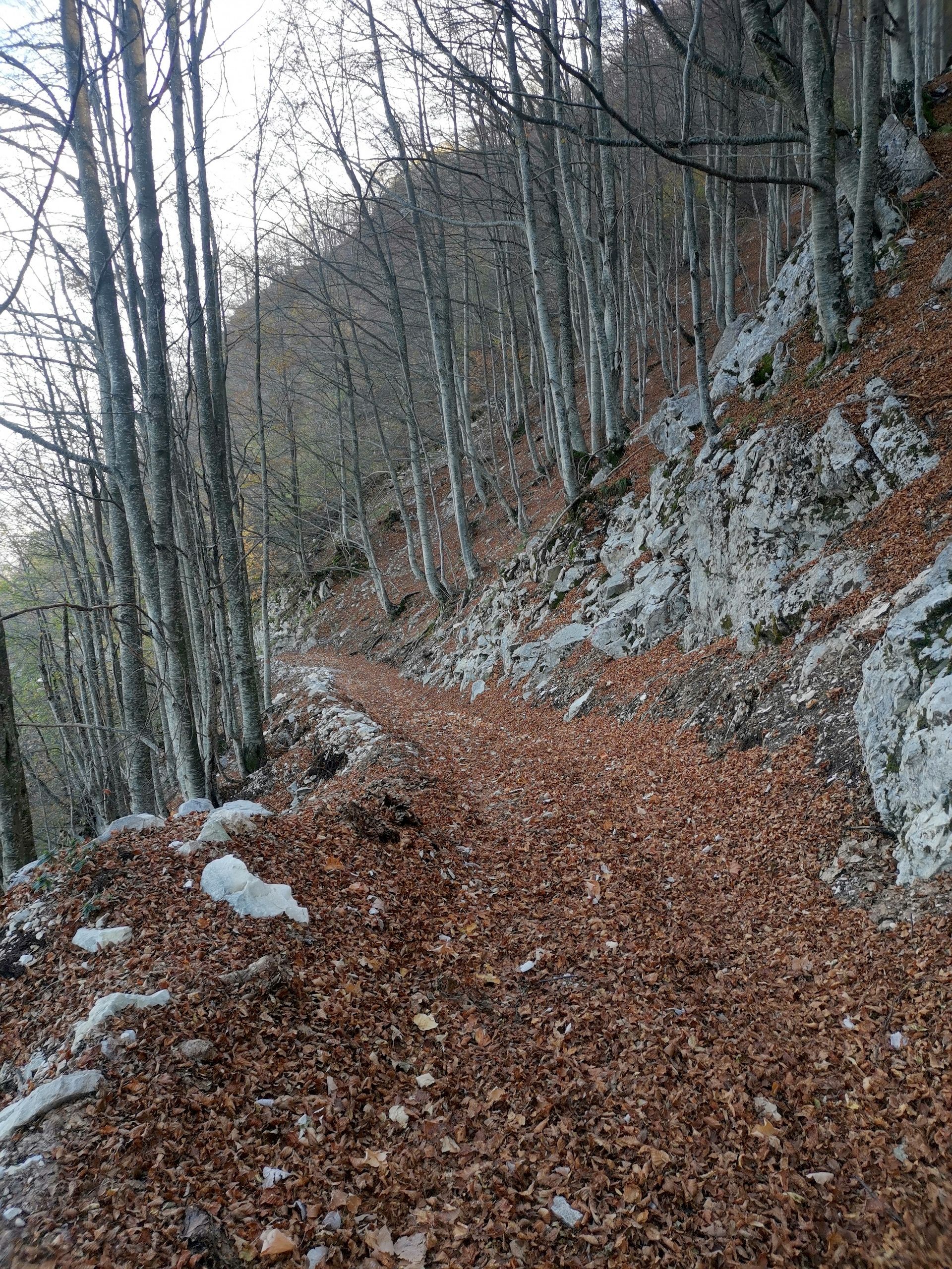 foliage nel bosco con colori autunnali del Gran Sasso d'Italia