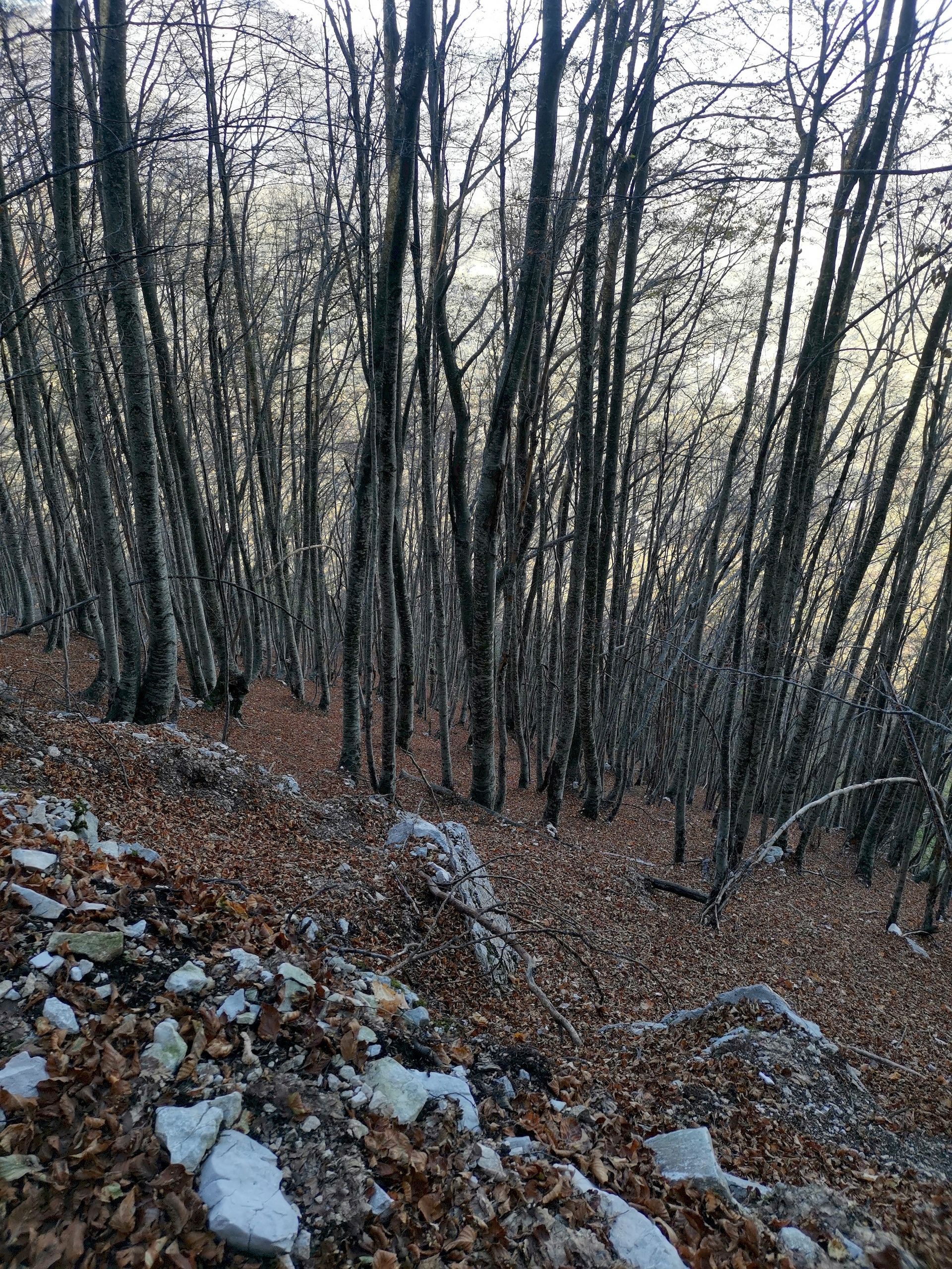 foliage nel bosco con colori autunnali del Gran Sasso d'Italia