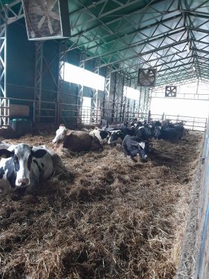 mucche in stalla Azienda Agricola Luigi Farinelli Isola Del Gran Sasso in Abruzzo