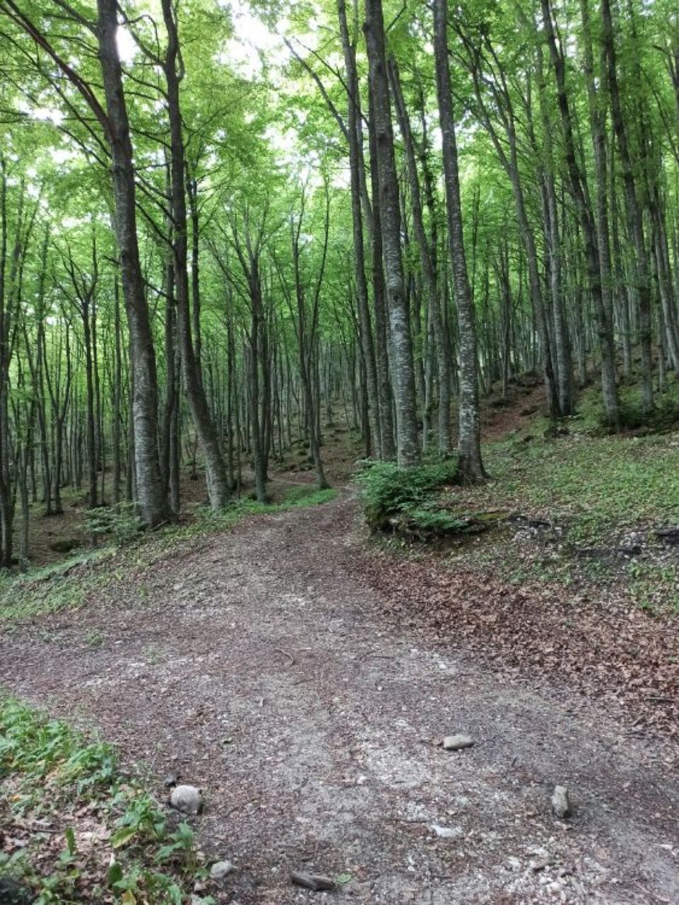 Valle Del Gran Sasso Passeggiate Tra I Boschi Da Colle Corneto A Colle Dei Cavatori Foto 6