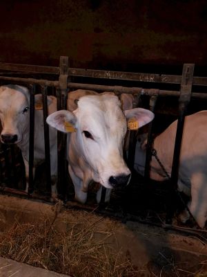 stalla di mucche in Abruzzo nel Gran Sasso D'Italia