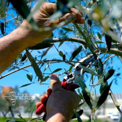 raccolta olive frantoio Gran Sasso Isola Del Gran Sasso D'Italia in Abruzzo