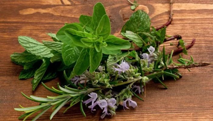 Erbe aromatiche tipiche del territorio del Gran Sasso D'Italia in Abruzzo