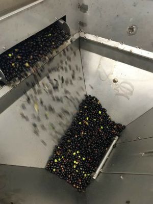 olive dentro macchina spremitrice frantoio Villa Enzo Isola Del Gran Sasso D'italia in Abruzzo