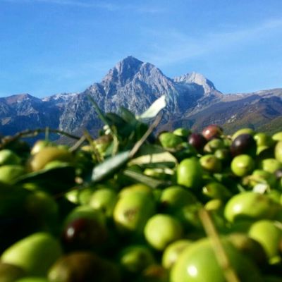 olive frantoio Gran Sasso Isola Del Gran Sasso D'Italia in Abruzzo