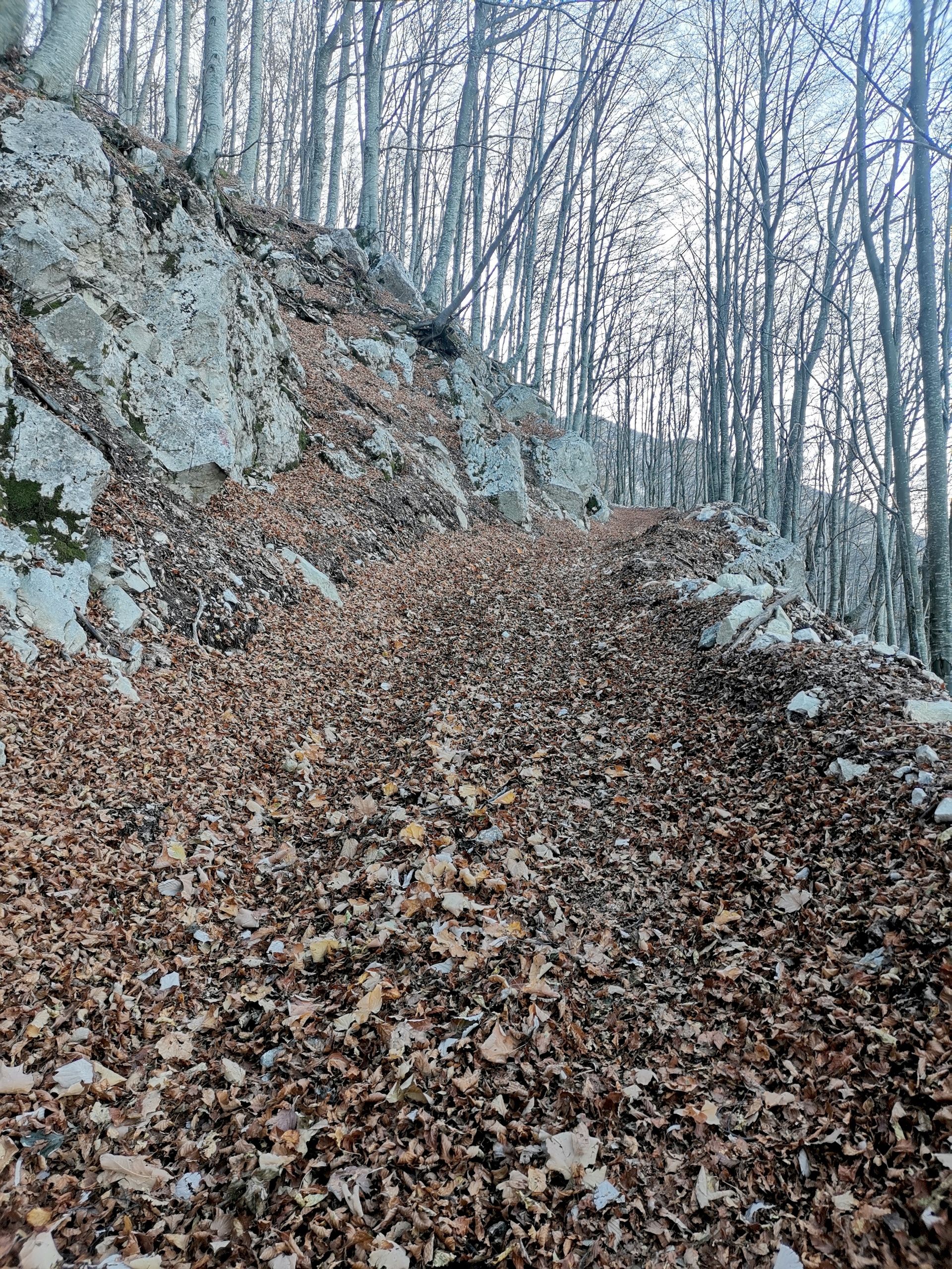 foliage nel bosco con colori autunnali del Gran Sasso d'Italia