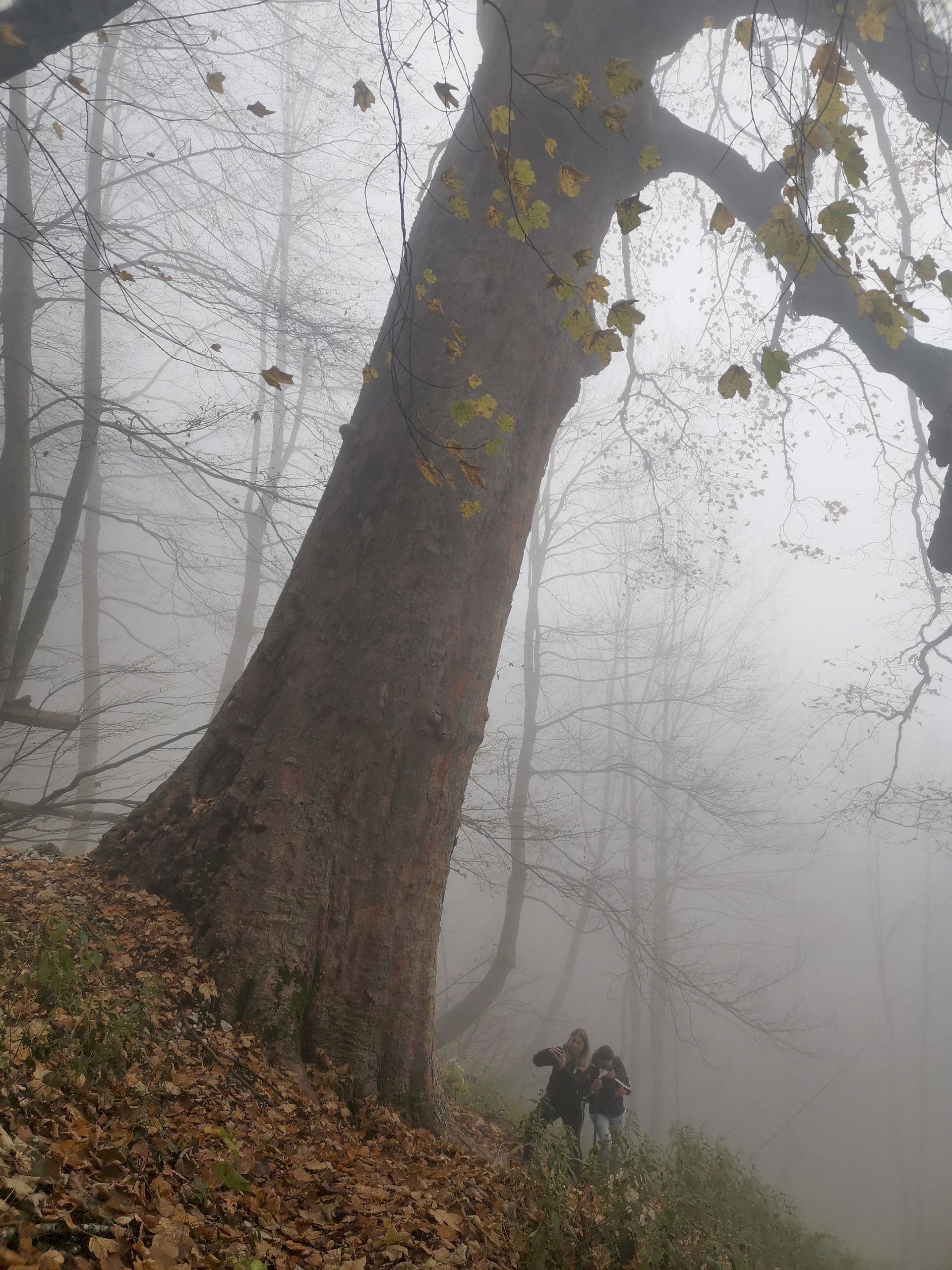 Il Respiro Del Bosco con nebbia del Gran Sasso D'Italia