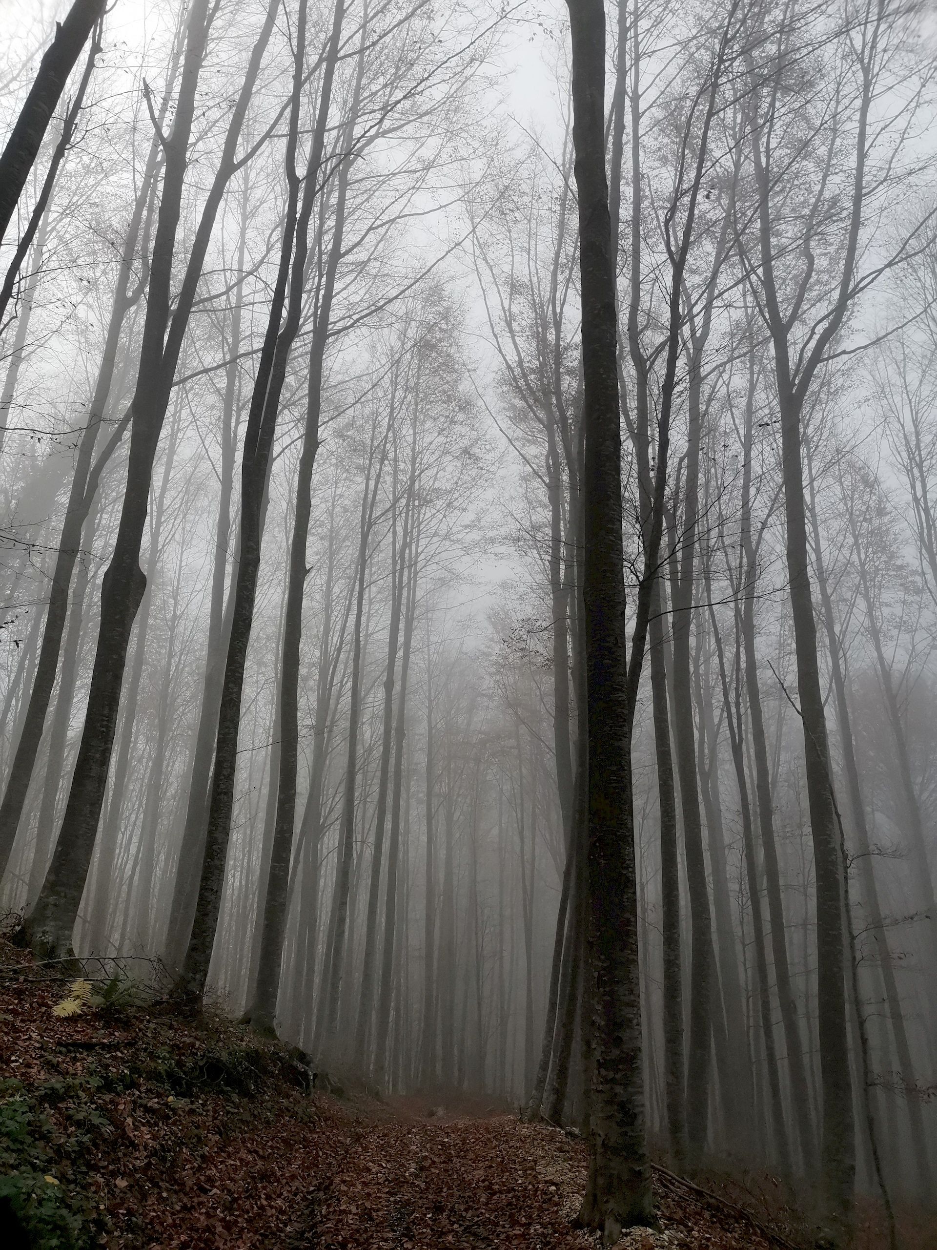 Il Respiro Del Bosco con nebbia del Gran Sasso D'Italia